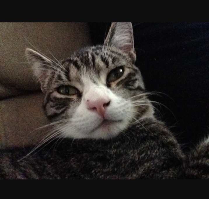 Photo of Kenobi