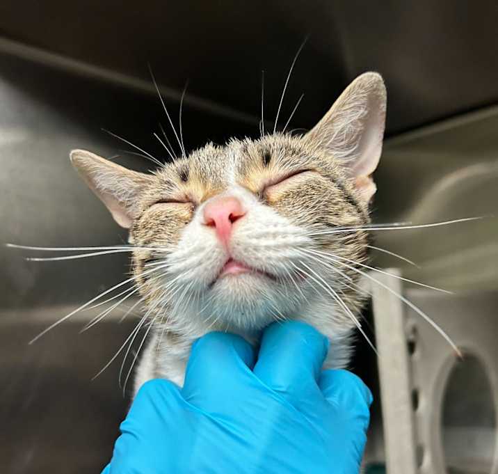Photo of Tigger
