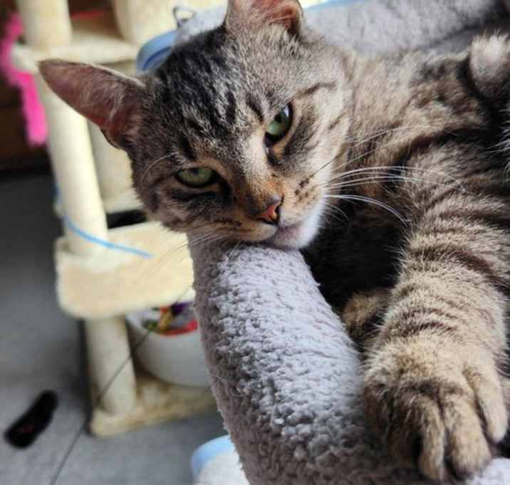 Photo of Buddy