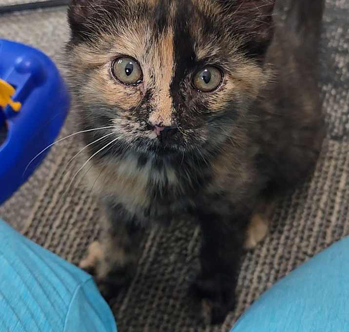 Photo of Wren