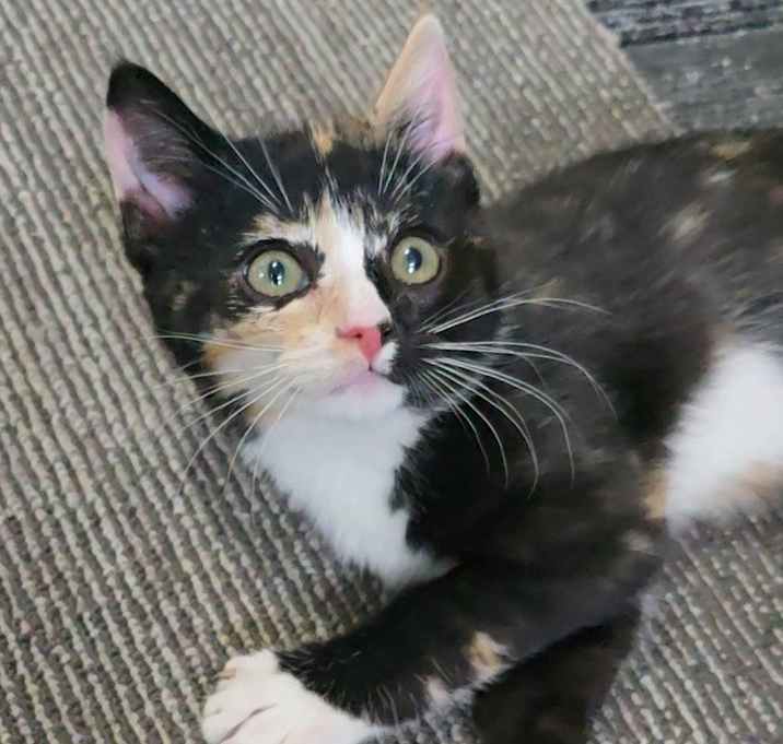 Photo of Lark