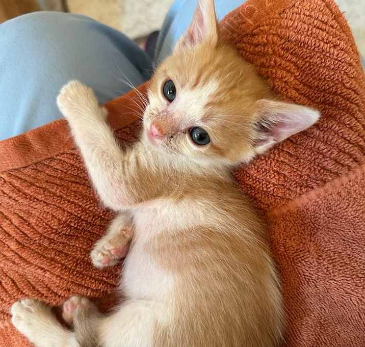 Photo of PERCY