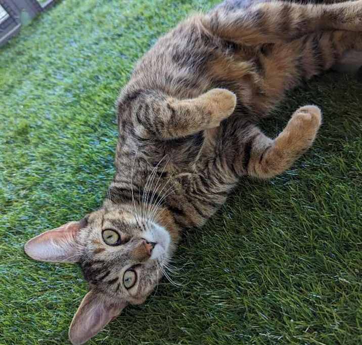 Photo of Lovey