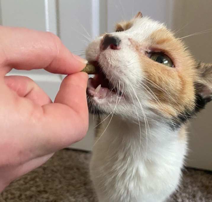 Photo of Honey