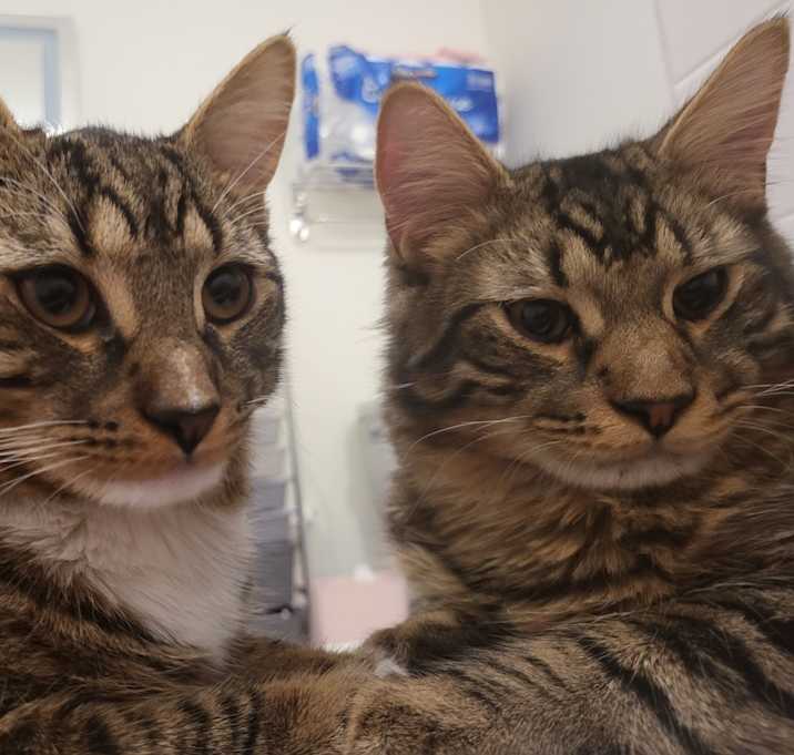 Photo of Mochii and Sushii