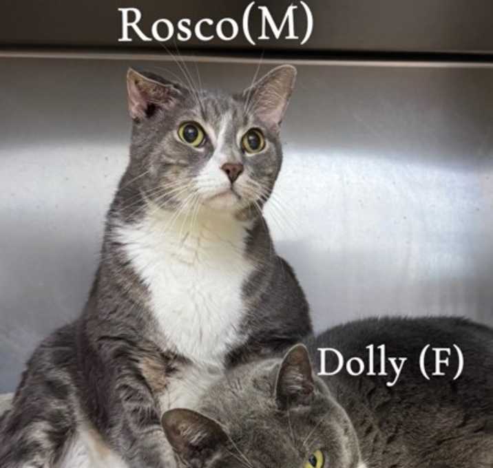 Photo of Dolly