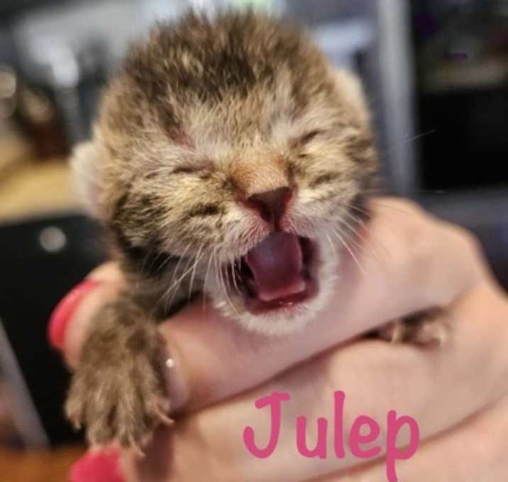 Photo of Julep