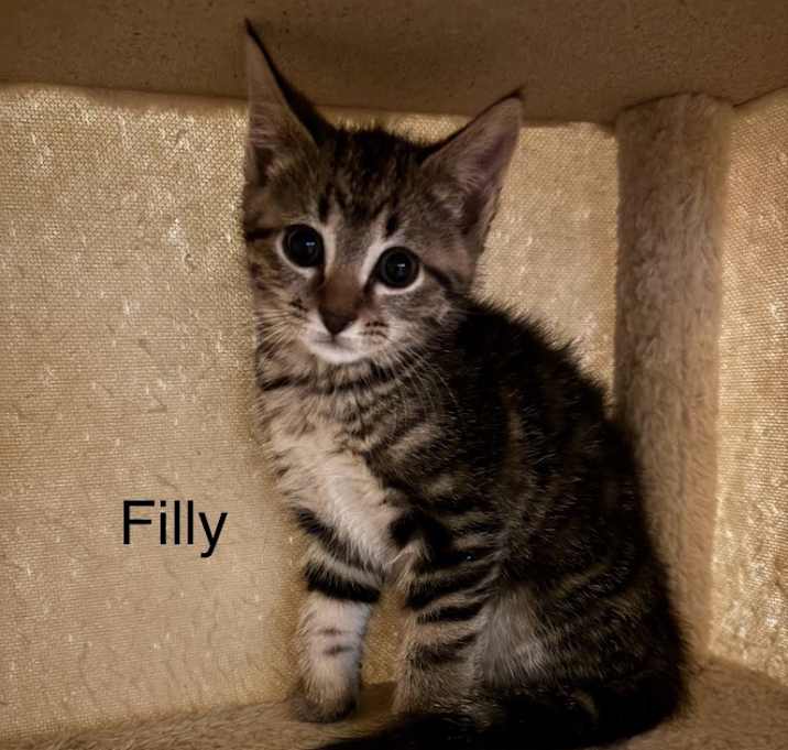 Photo of Filly