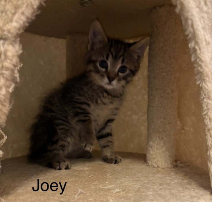 Photo of Joey