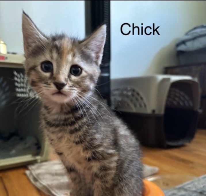 Photo of Chick