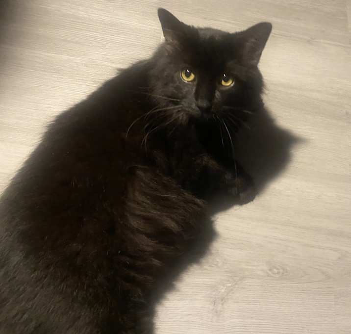 Photo of Sabel