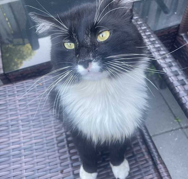 Photo of Fluffy