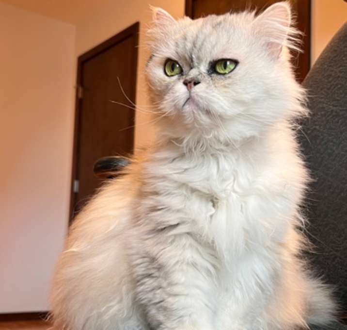 Photo of Princess