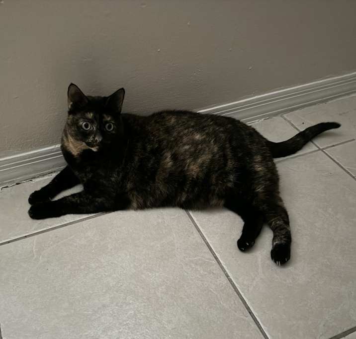 Photo of Luna