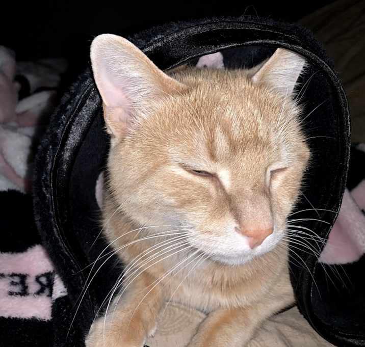 Photo of Liono
