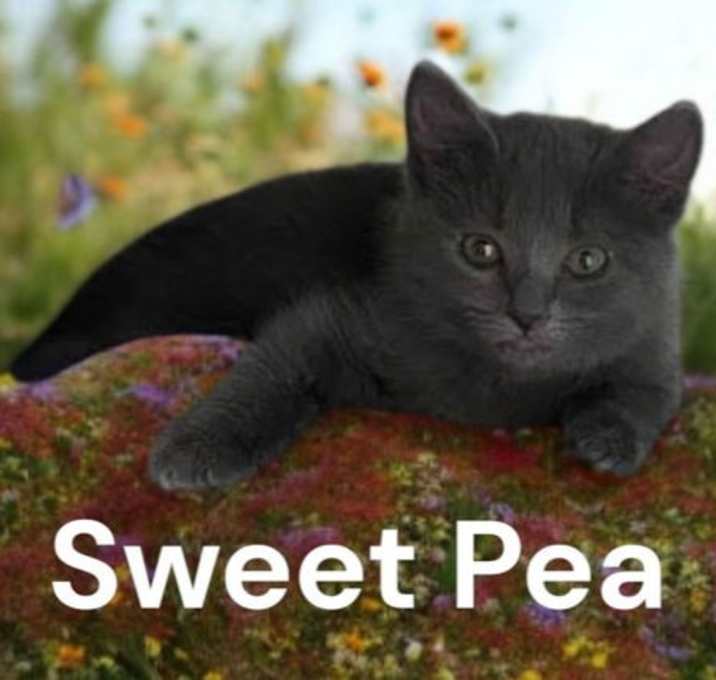 Photo of Sweet Pea
