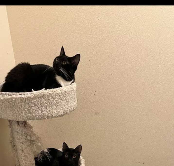 Photo of Mini Panthers