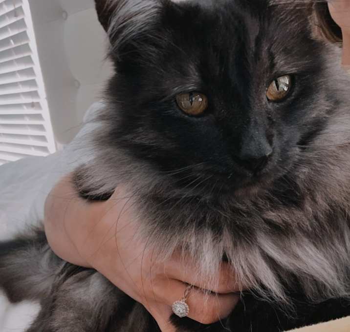 Photo of Romeo