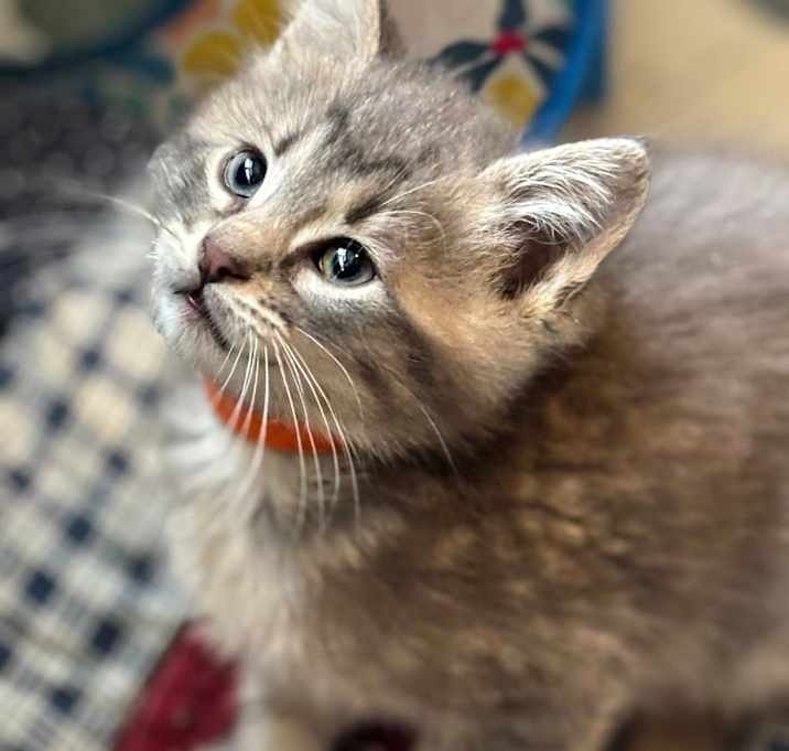 Photo of Chatter