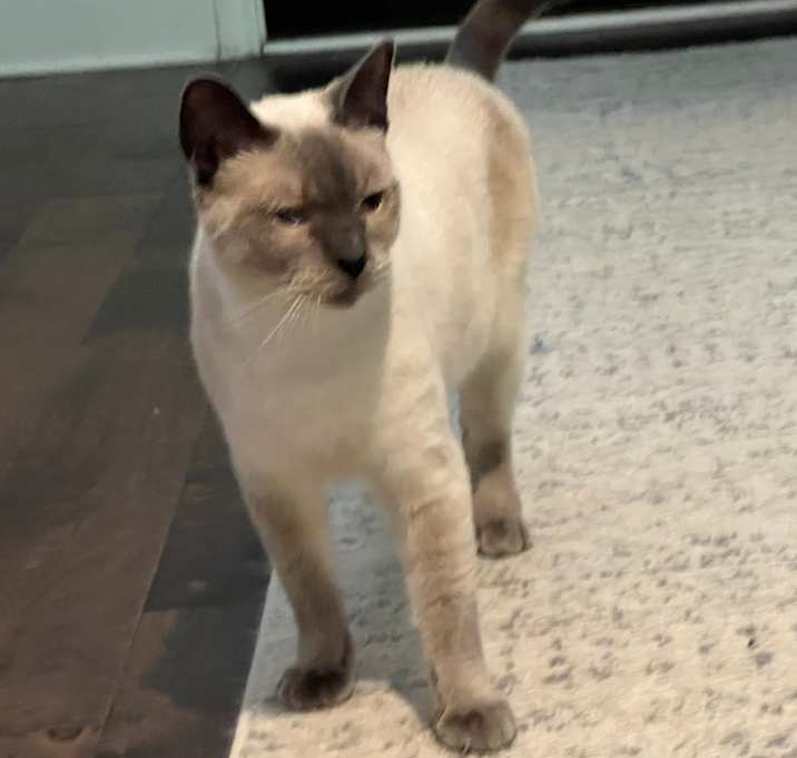 Photo of Willow