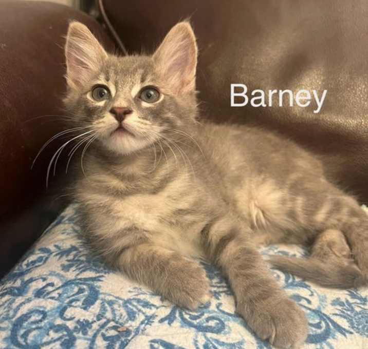 Photo of Barney