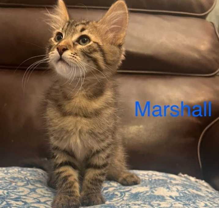 Photo of Marshall