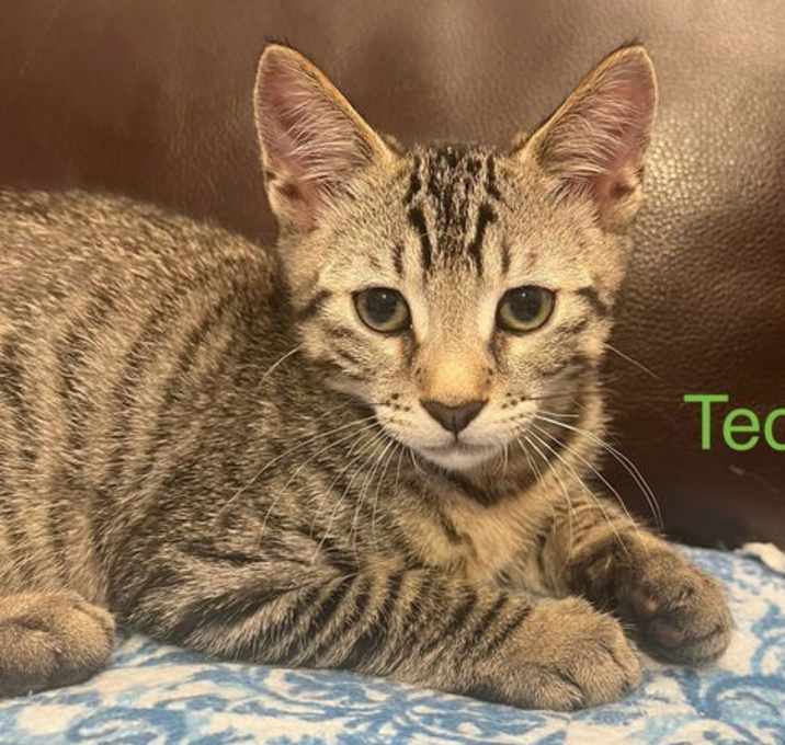 Photo of Ted