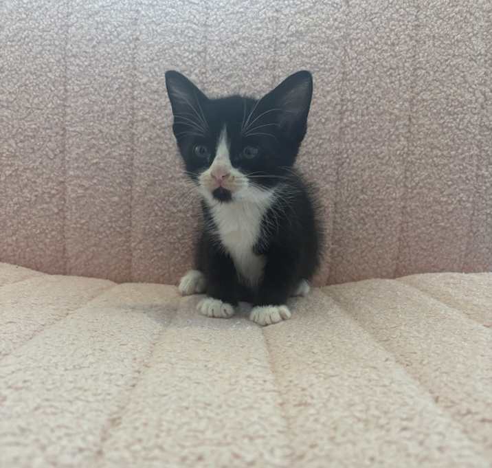 Photo of Tux