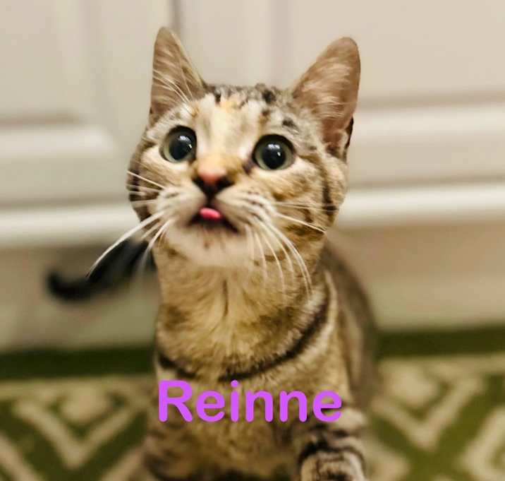 Photo of REINNE