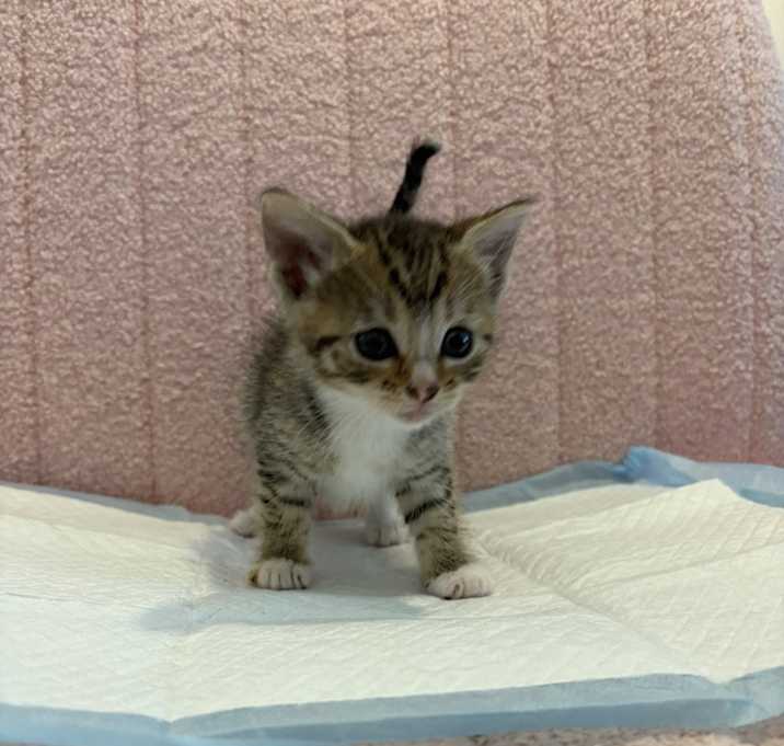 Photo of Mouse