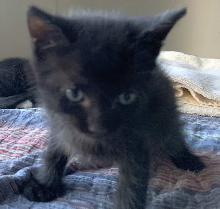 Photo of Flynn