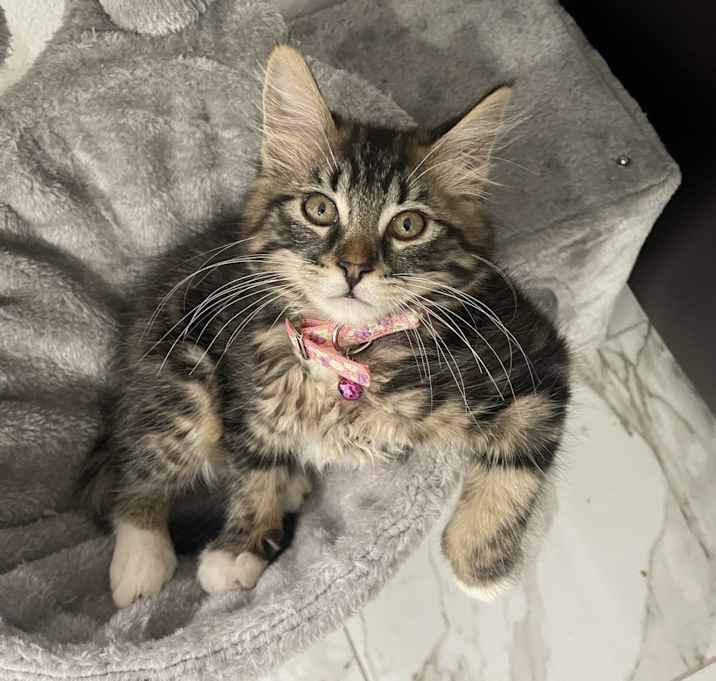 Photo of Miko