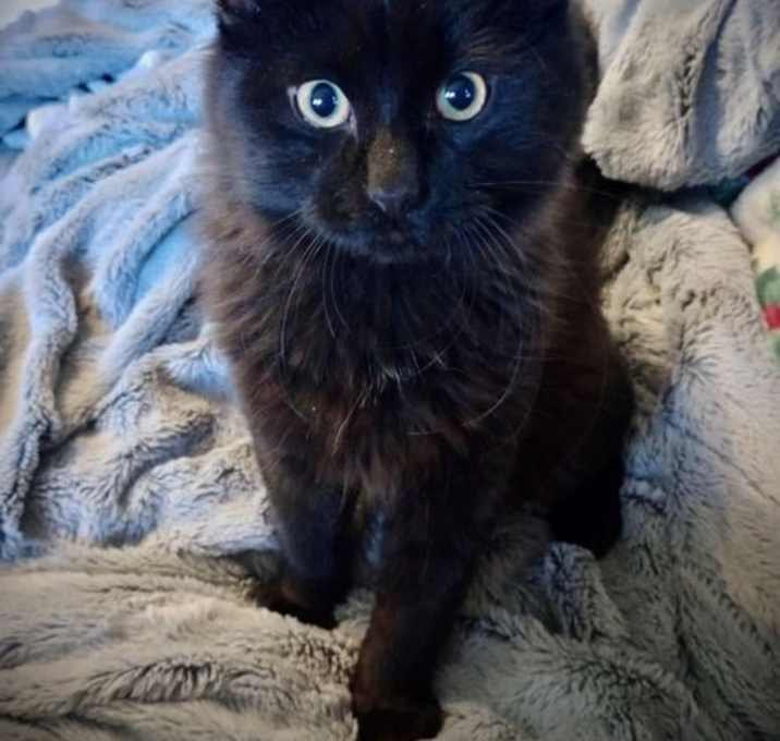 Photo of Moon Pie