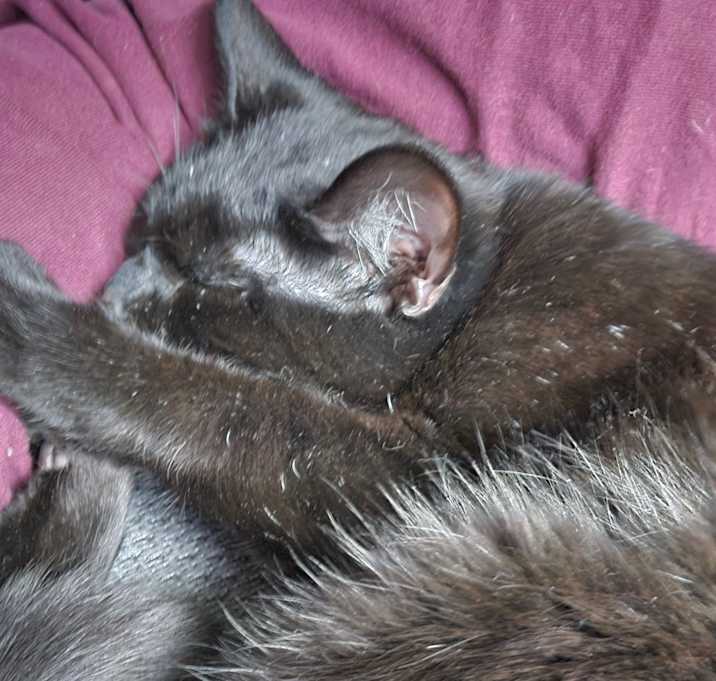 Photo of Echo