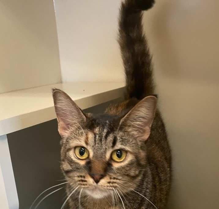 Photo of Malibu ~ Available at J&K Mega Pet Wabash, IN!!