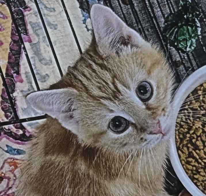 Photo of Crouton