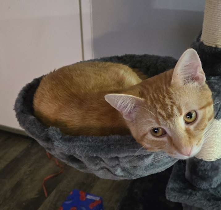 Photo of Nova
