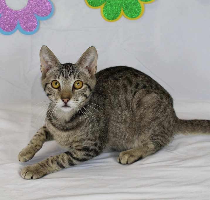 Photo of Phoenix