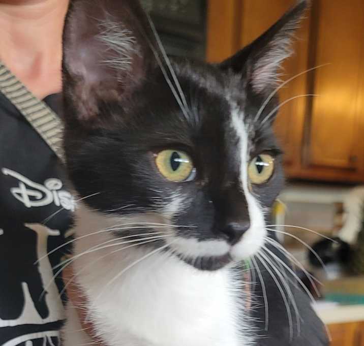 Photo of Cow @PAWZ pet cafe