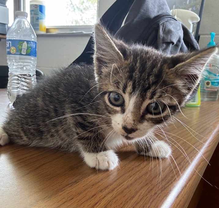 Photo of Sparky