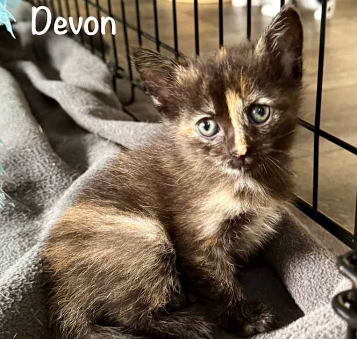Photo of Devon