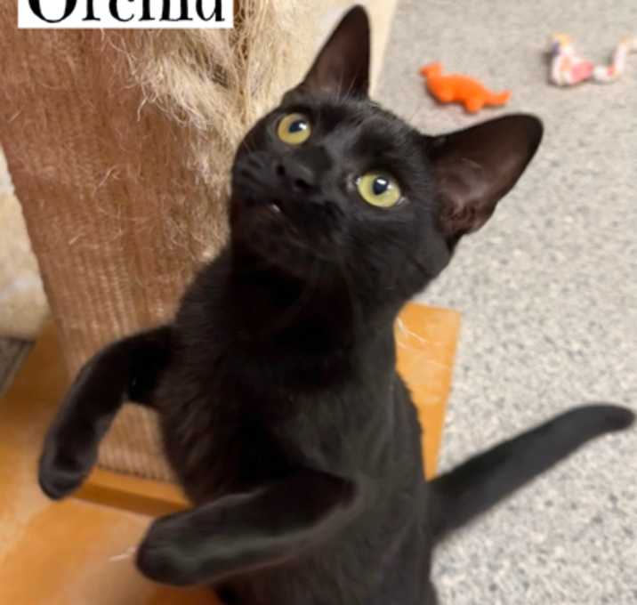Photo of Orchid