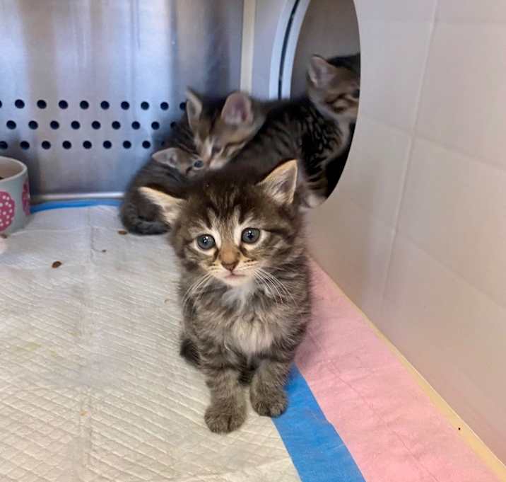 Photo of Hershey