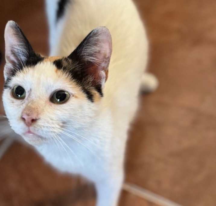 Photo of Star
