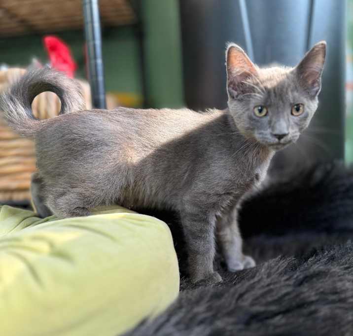 Photo of Willow