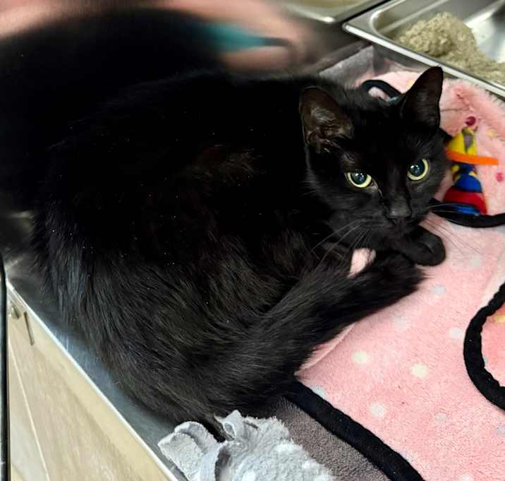 Photo of Onyx(Samples/Vess Cat 1)