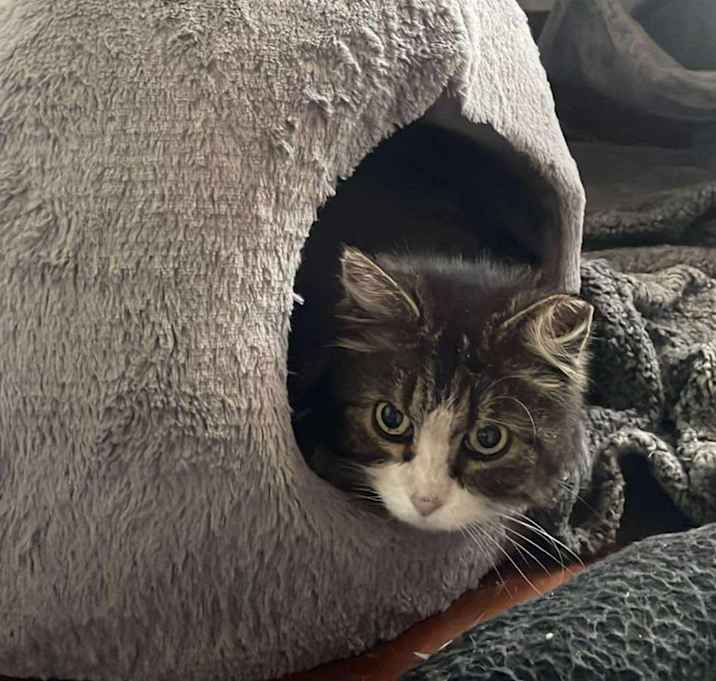 Photo of Patches