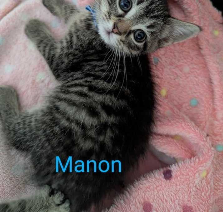 Photo of Manon @Nine Lives Cat Cafe