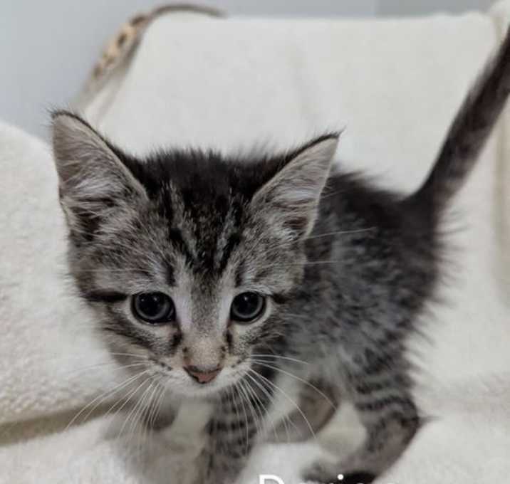 Photo of Dorian @Nine Lives Cat Cafe