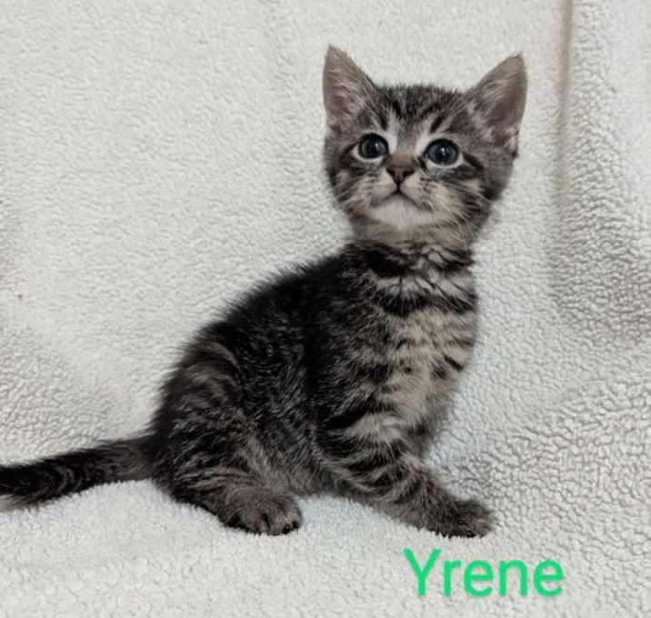 Photo of Yrene @Nine Lives Cat Cafe